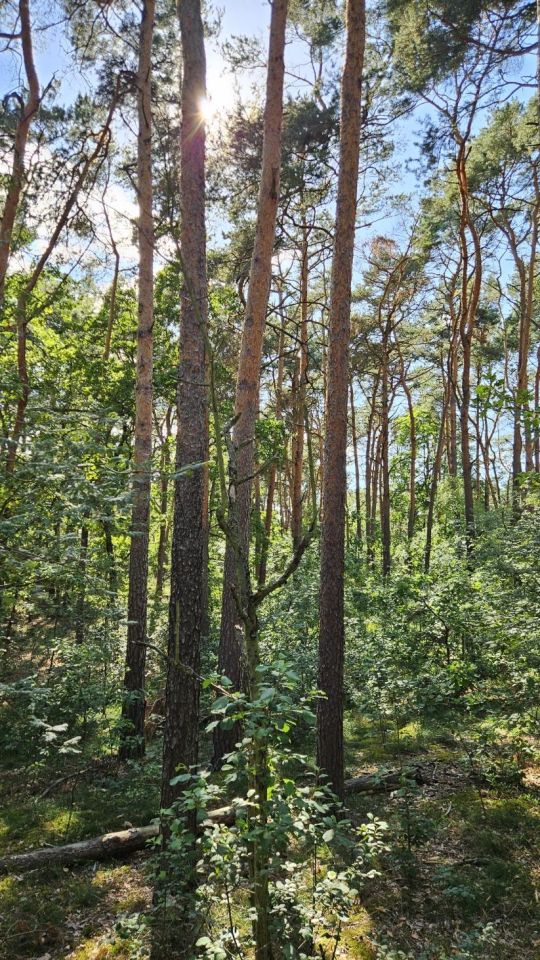 Działka leśna Otłoczyn, ul. Szlak Bursztynowy. Zdjęcie 4