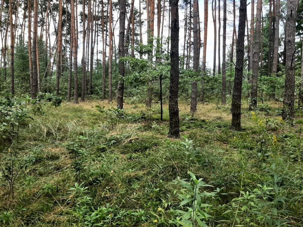 Działka Krzaki Czaplinkowskie. Zdjęcie 6