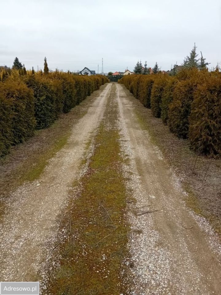 Działka rolna Nowa Wieś Ełcka, ul. Nowowiejska. Zdjęcie 4