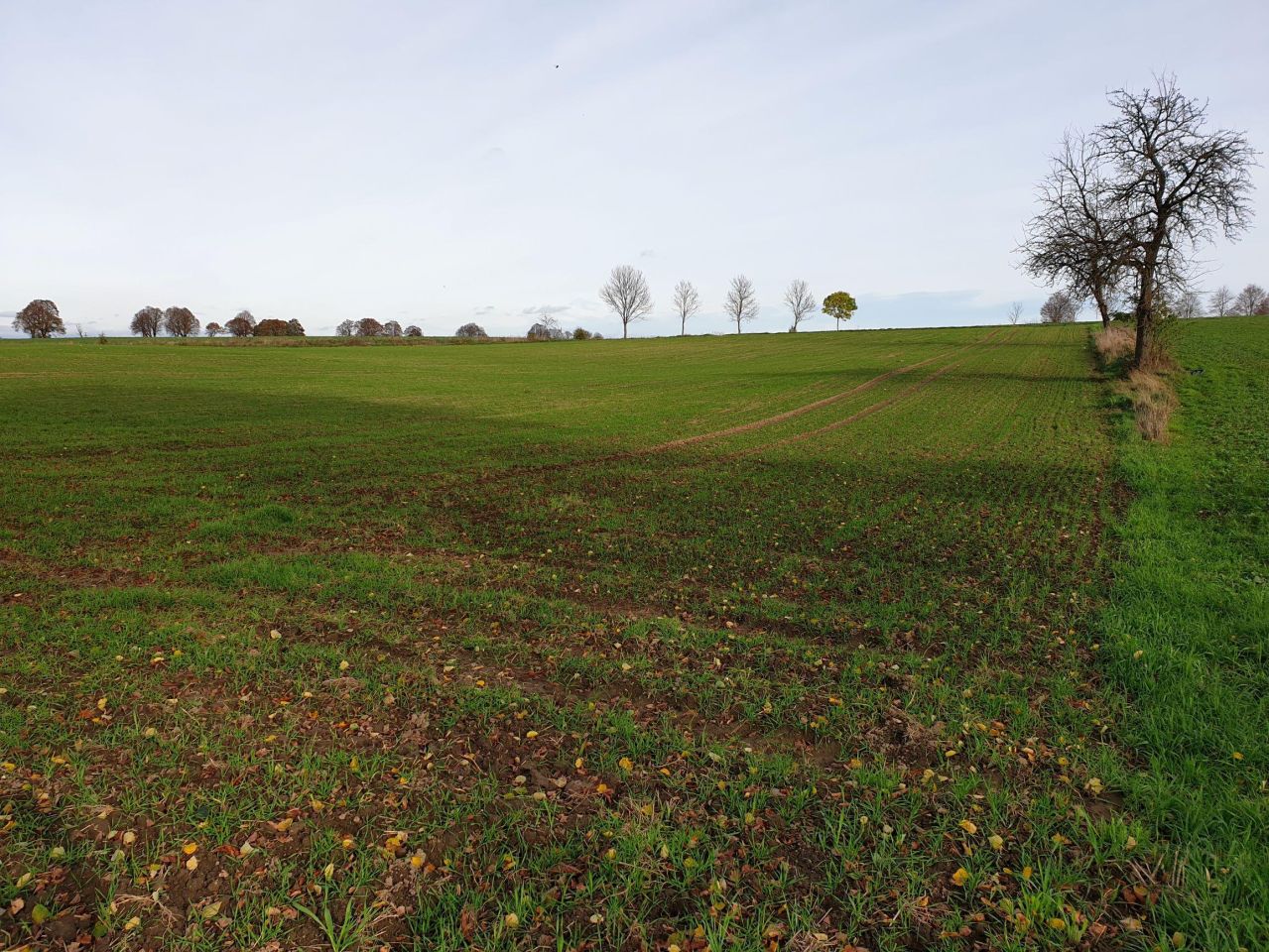 Działka siedliskowa Gwiazdowo