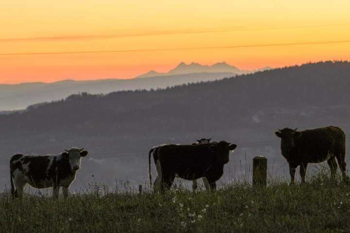 Działka rolno-budowlana Januszkowice. Zdjęcie 2