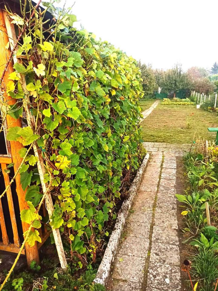 Działka rod Morąg. Zdjęcie 3