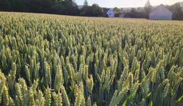 Działka rolno-budowlana Rząśnik