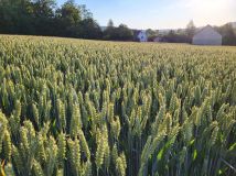 Działka rolno-budowlana Rząśnik