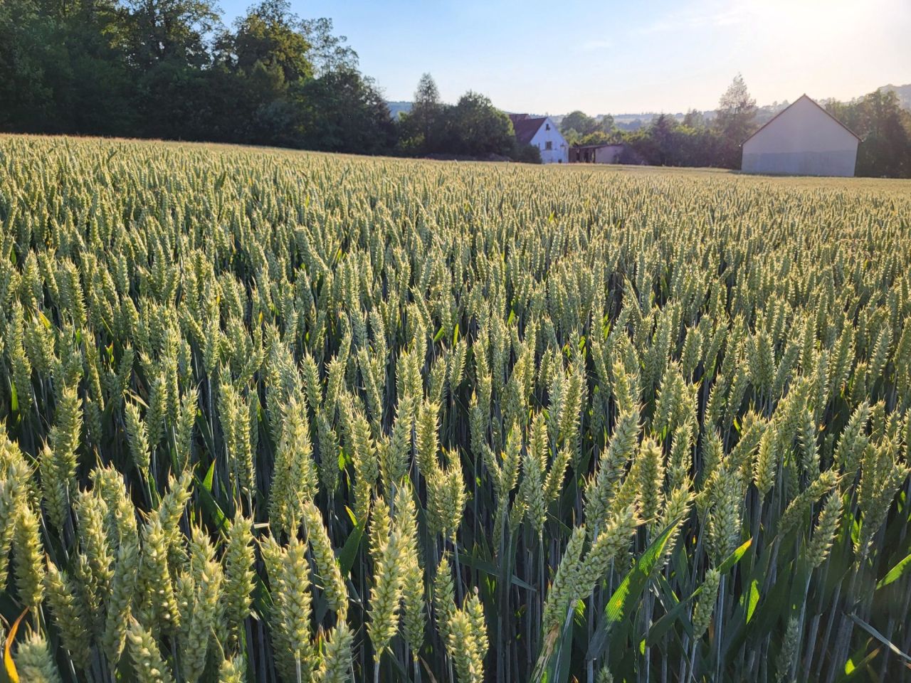 Działka rolno-budowlana Rząśnik