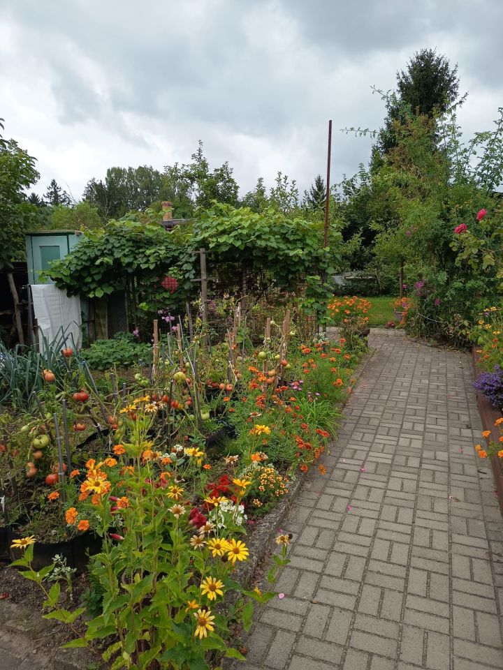 Działka rod Zielona Góra Jędrzychów, ul. Botaniczna. Zdjęcie 8