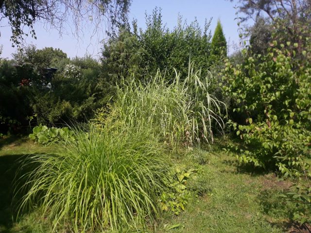 Działka rod Wrocław Fabryczna, ul. Strachowicka. Zdjęcie 1