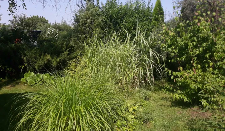 Działka rod Wrocław Fabryczna, ul. Strachowicka