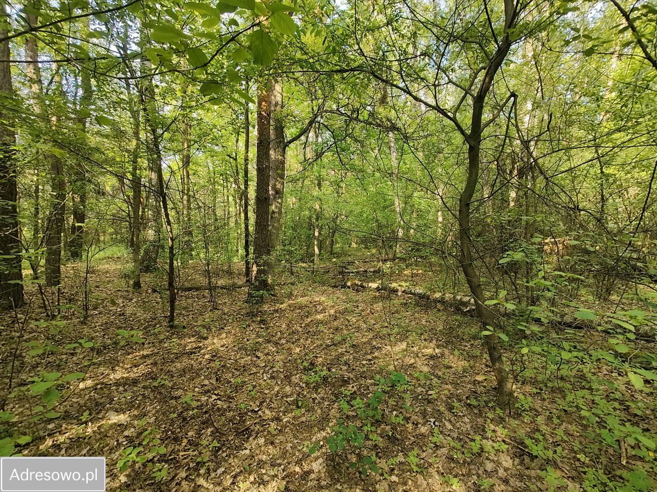 Działka leśna Wilkowyja. Zdjęcie 6