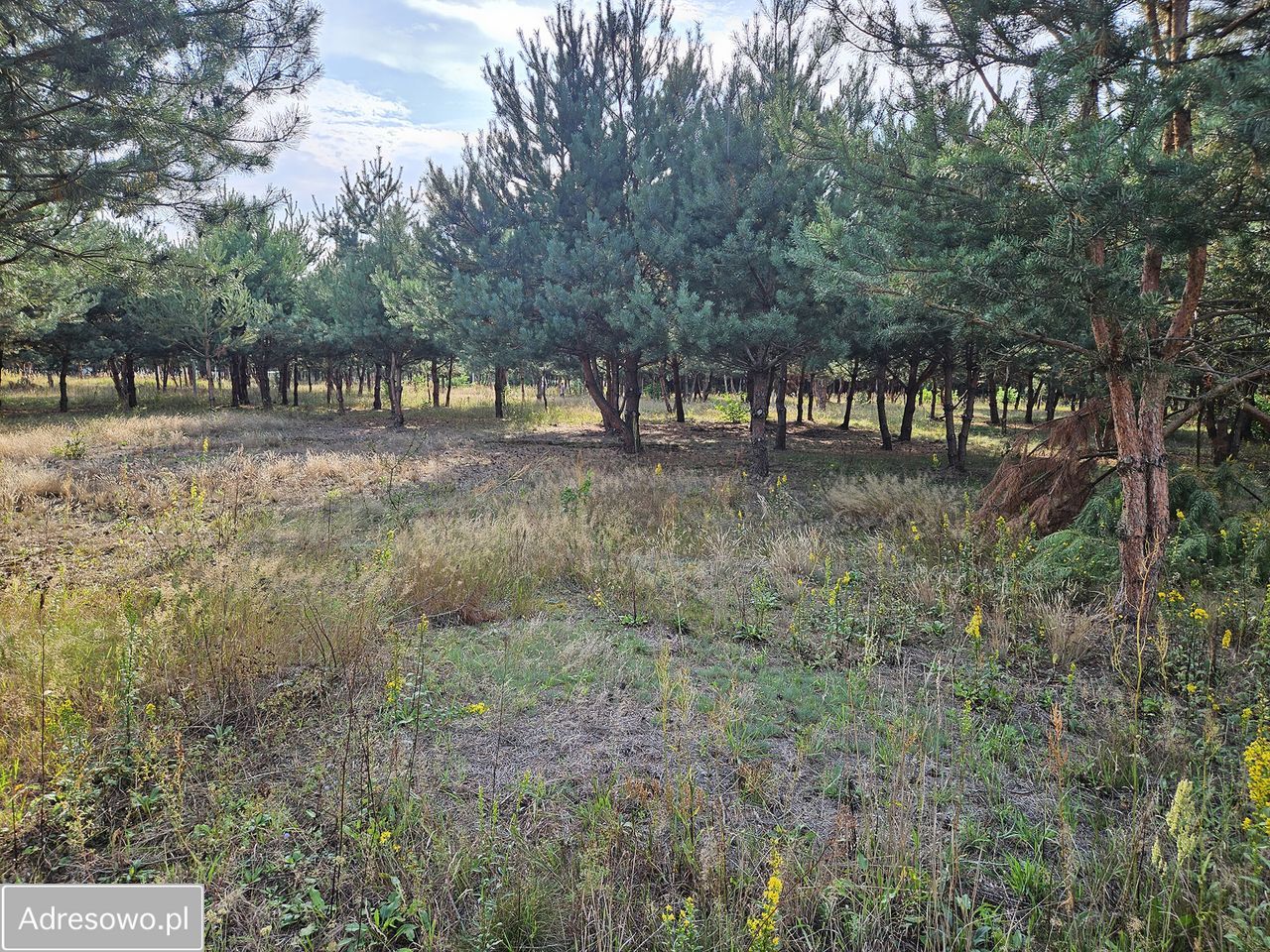 Działka budowlana Miedniewice. Zdjęcie 13