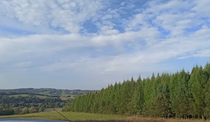 Działka leśna Chołowice