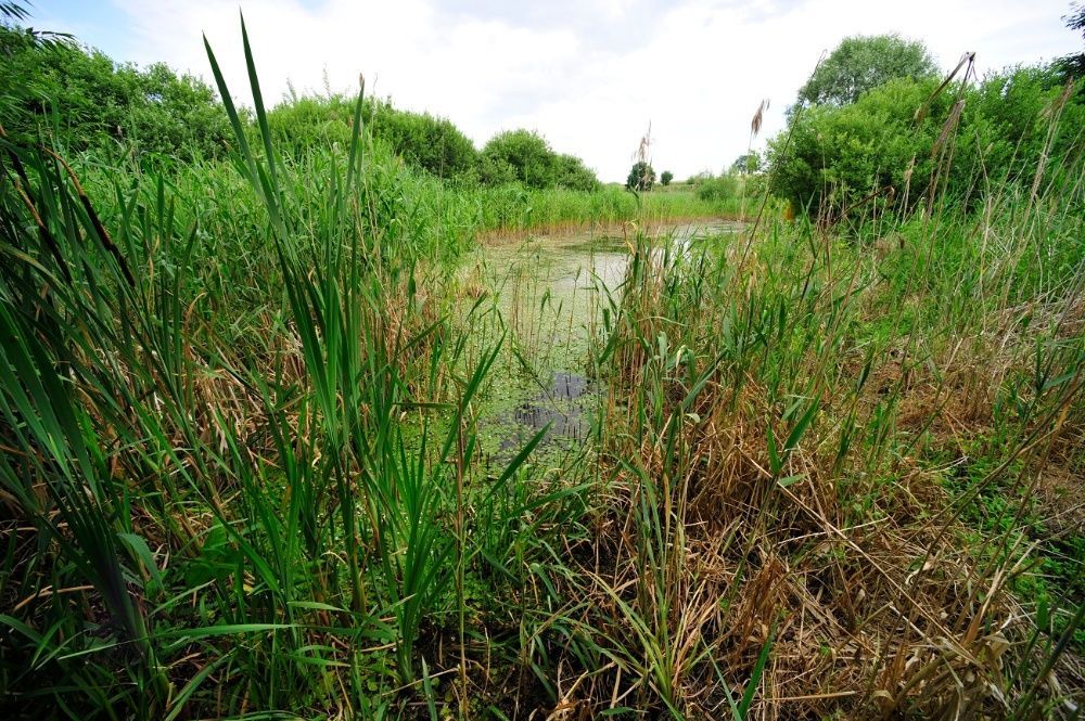 Działka rolna Renice. Zdjęcie 4