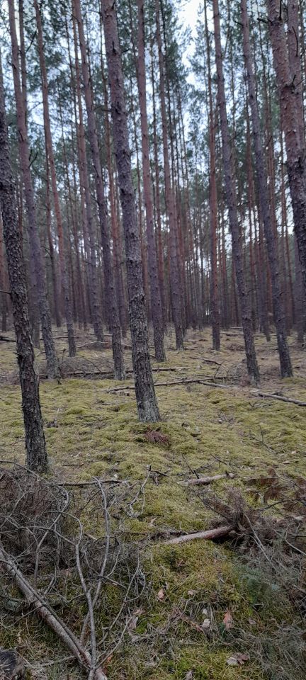 Działka leśna Owink. Zdjęcie 4