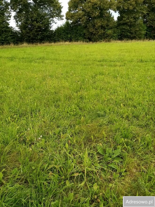 Działka rolna Wieża. Zdjęcie 4