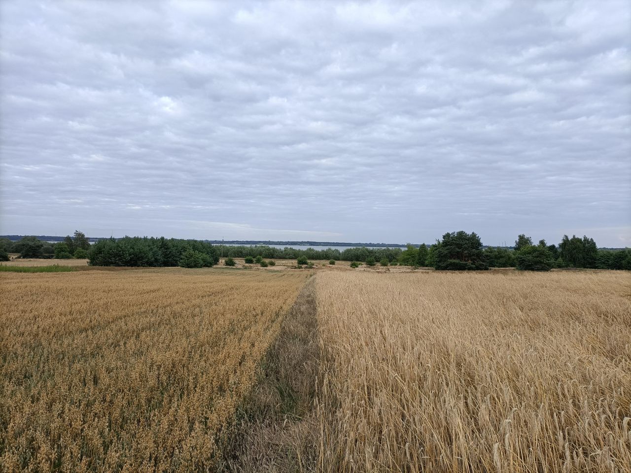 Działka rekreacyjna Miłkowice. Zdjęcie 6