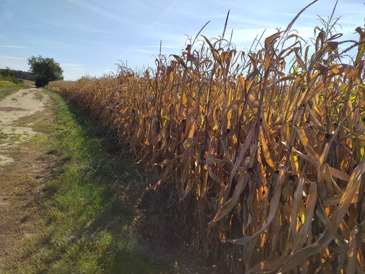 Działka inwestycyjna Wojnowice, ul. Akacjowa. Zdjęcie 14