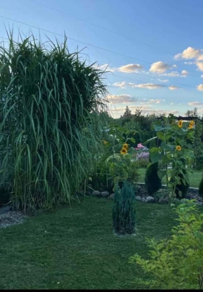 Działka rod Piła. Zdjęcie 4