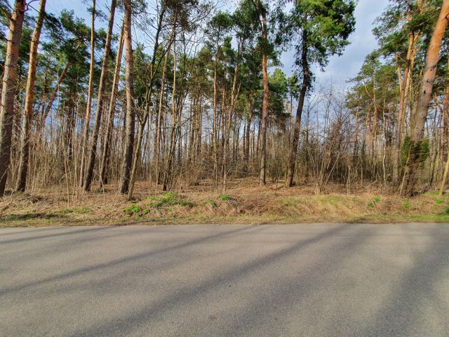 Działka leśna Brzozowica. Zdjęcie 1