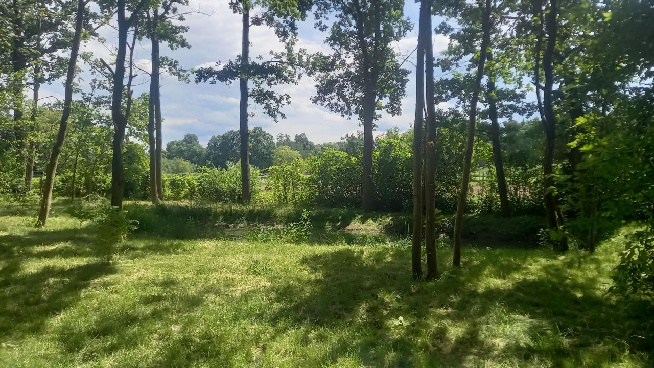 Działka leśna Podkowa Leśna, ul. Głogów. Zdjęcie 5