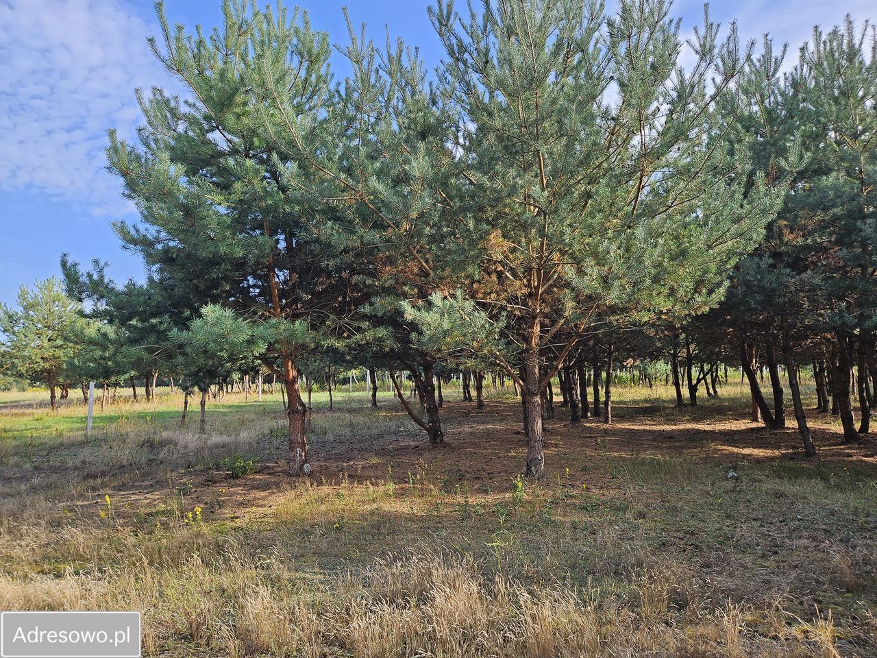 Działka budowlana Miedniewice. Zdjęcie 7