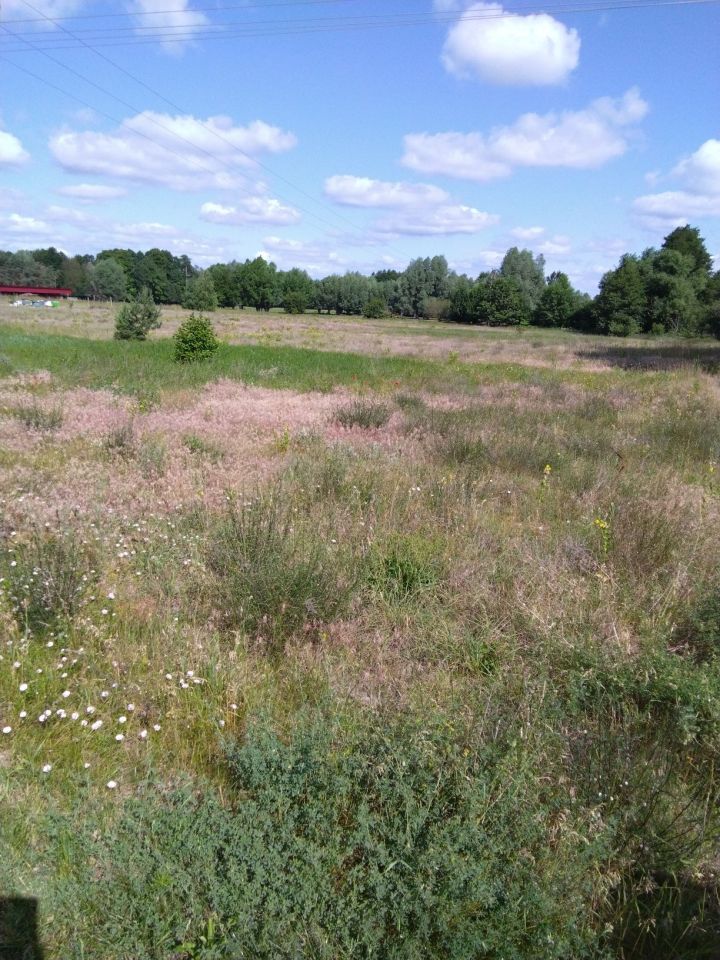 Działka budowlana Wiewiórki. Zdjęcie 7