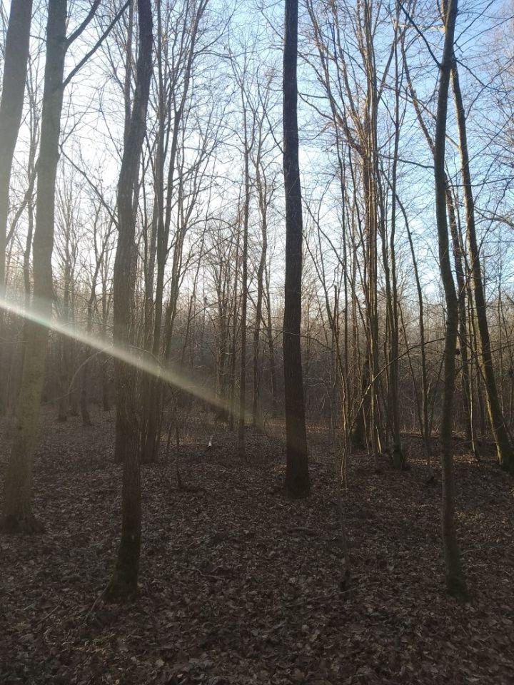 Działka leśna Mikulicze. Zdjęcie 2