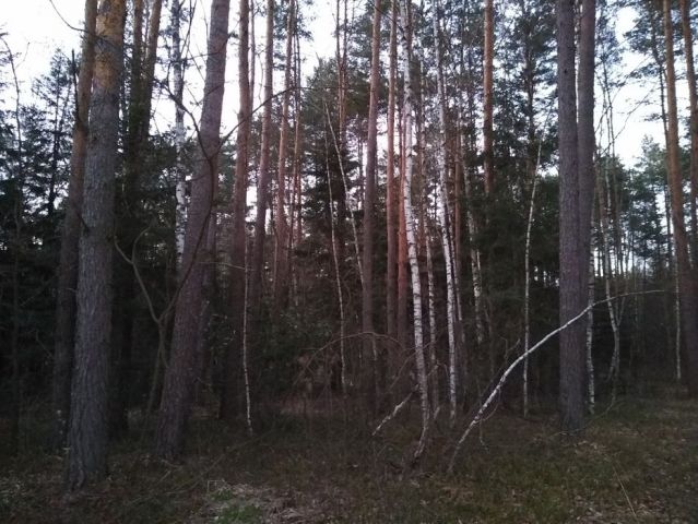 Działka leśna Majdan Golczański. Zdjęcie 1