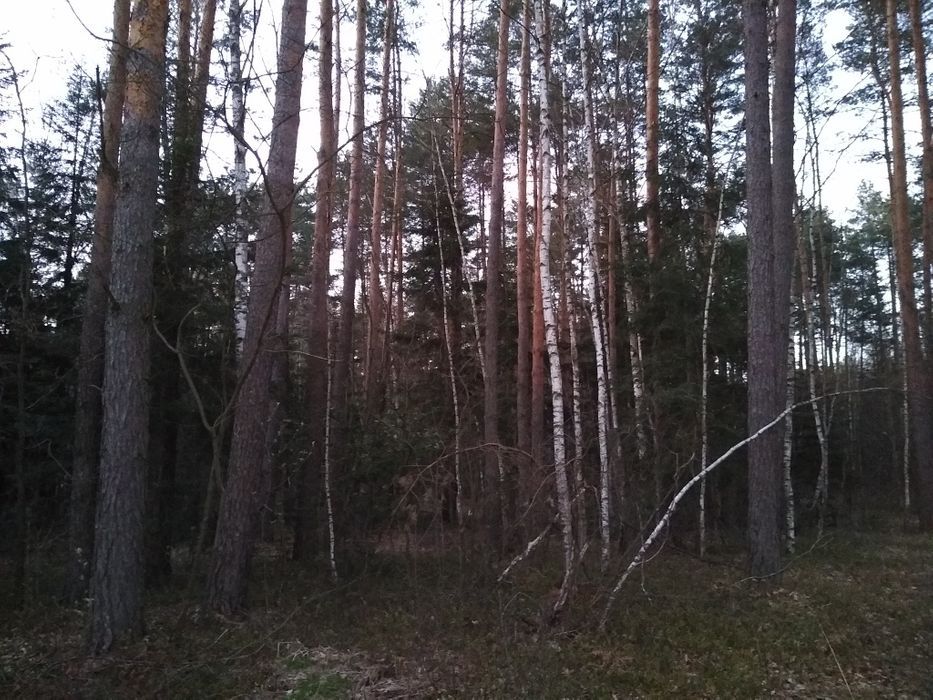 Działka leśna Majdan Golczański