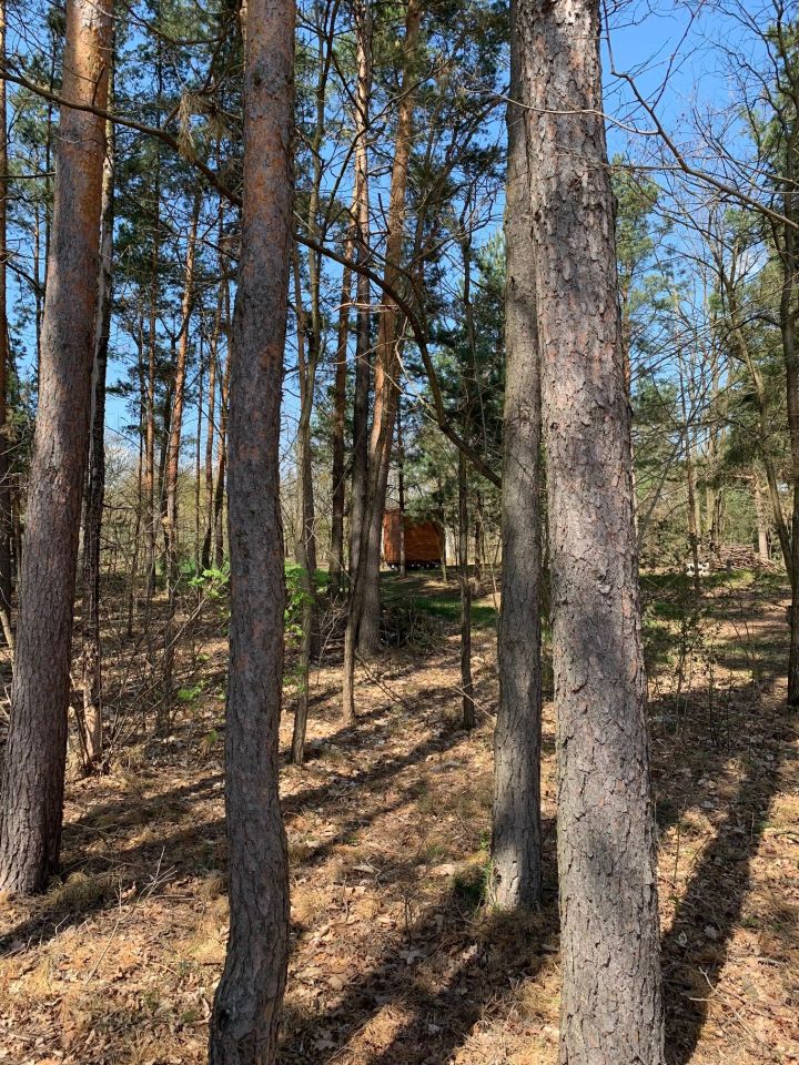 Działka leśna Nowe Polesie. Zdjęcie 9