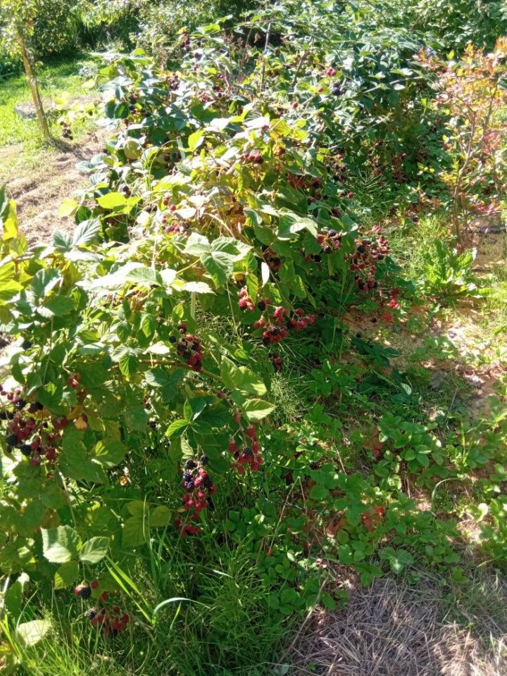 Działka rod Rzeszów, al. Powstańców Warszawy. Zdjęcie 5