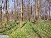 Działka budowlana Wręcza, ul. Pałacowa. Zdjęcie 2