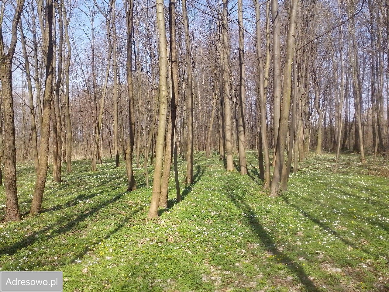 Działka budowlana Wręcza, ul. Pałacowa. Zdjęcie 3