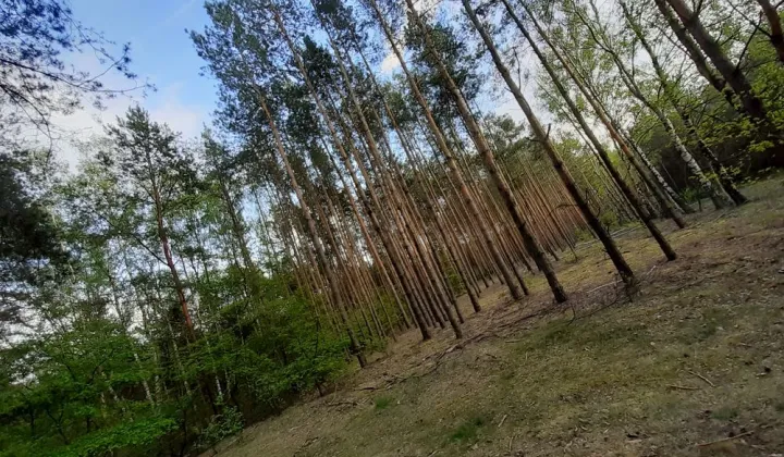 Działka rekreacyjna Kruczy Borek