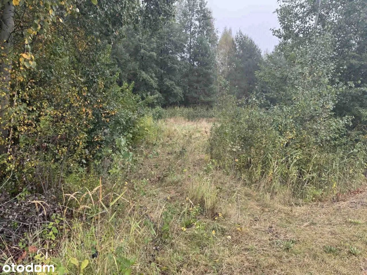 Działka rolno-budowlana Breń Osuchowski. Zdjęcie 5