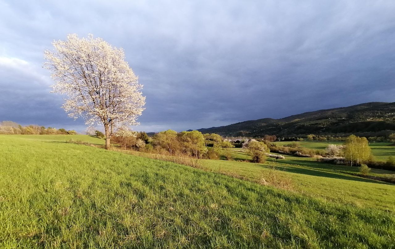 Działka rekreacyjna Rybotycze. Zdjęcie 6