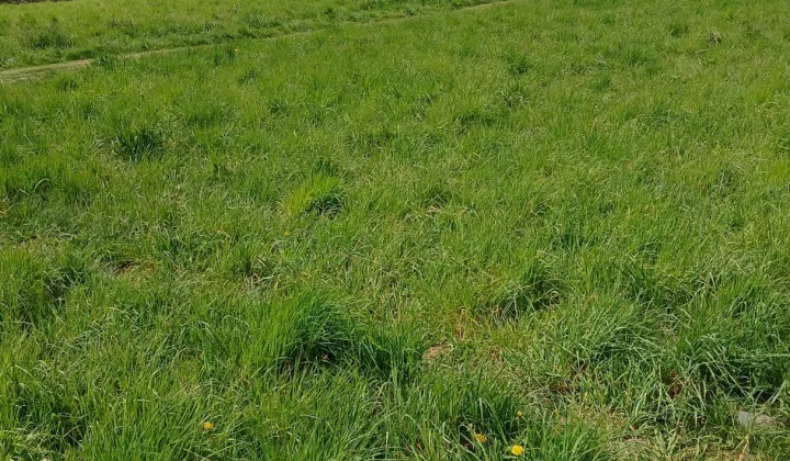 Działka rolna Tarnów Grabówka, Monte Cassino Tarnów Marynki Wojennej