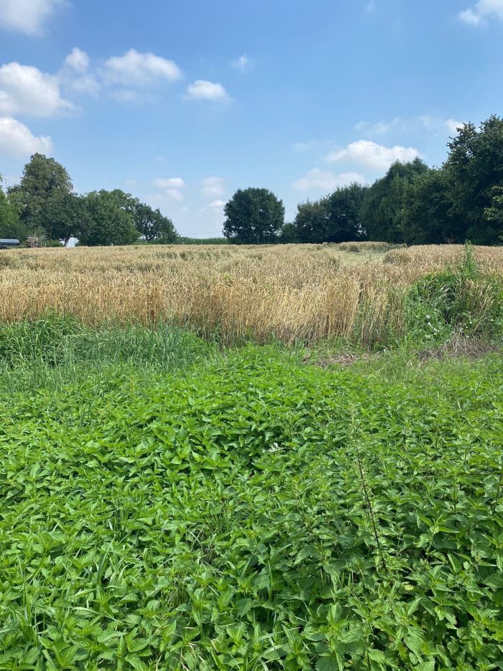 dom wolnostojący Głogówek. Zdjęcie 6