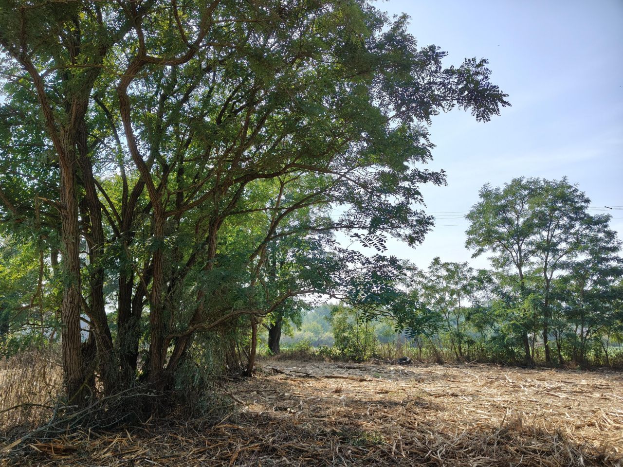 Działka budowlana Jabłonna Pierwsza. Zdjęcie 8