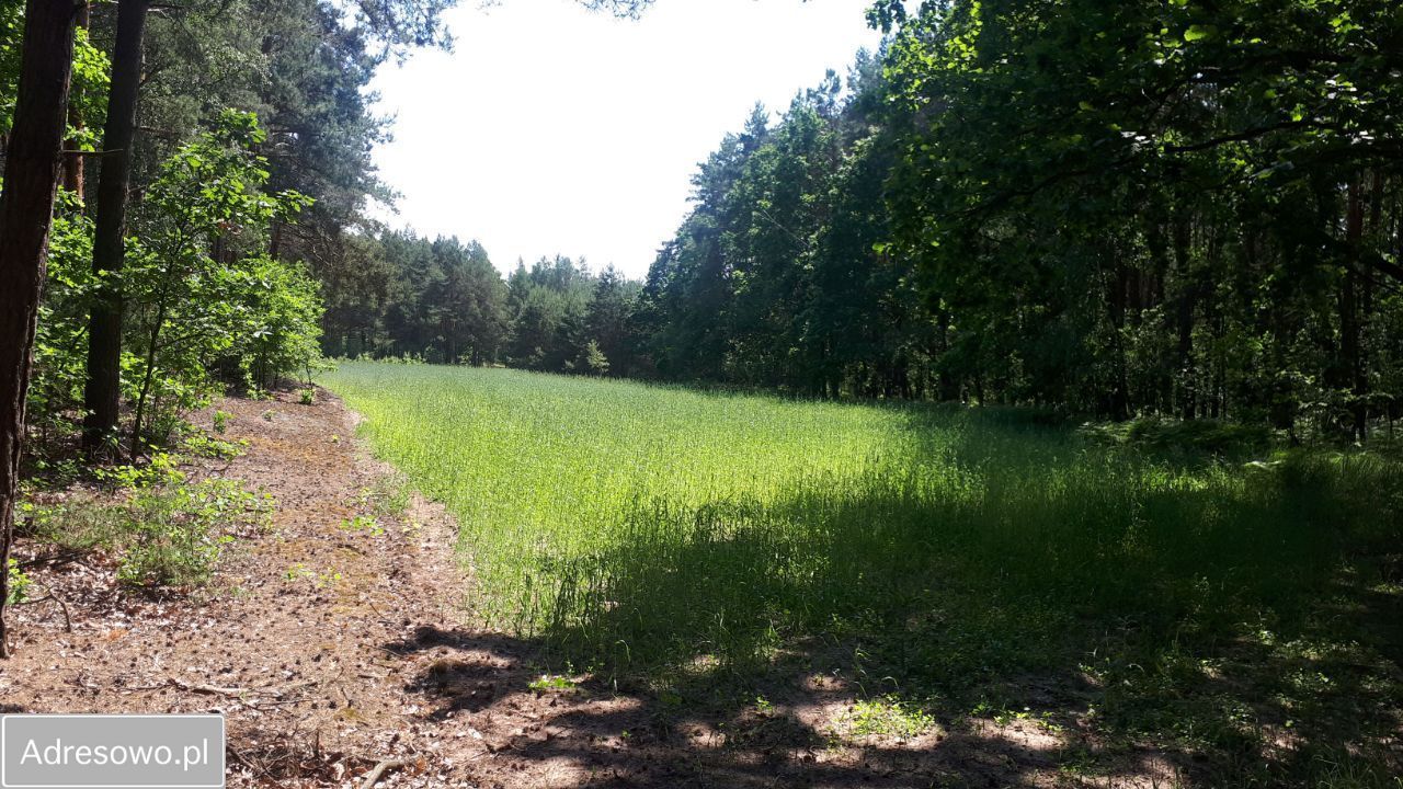 Działka rolna Pijawnia. Zdjęcie 8