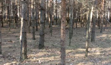 Działka leśna Skierniewice