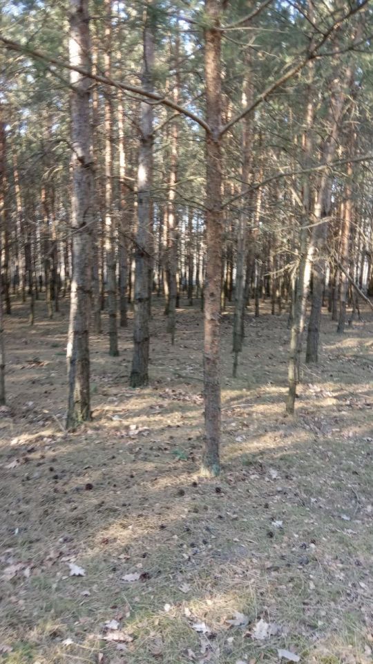 Działka leśna Borowiny