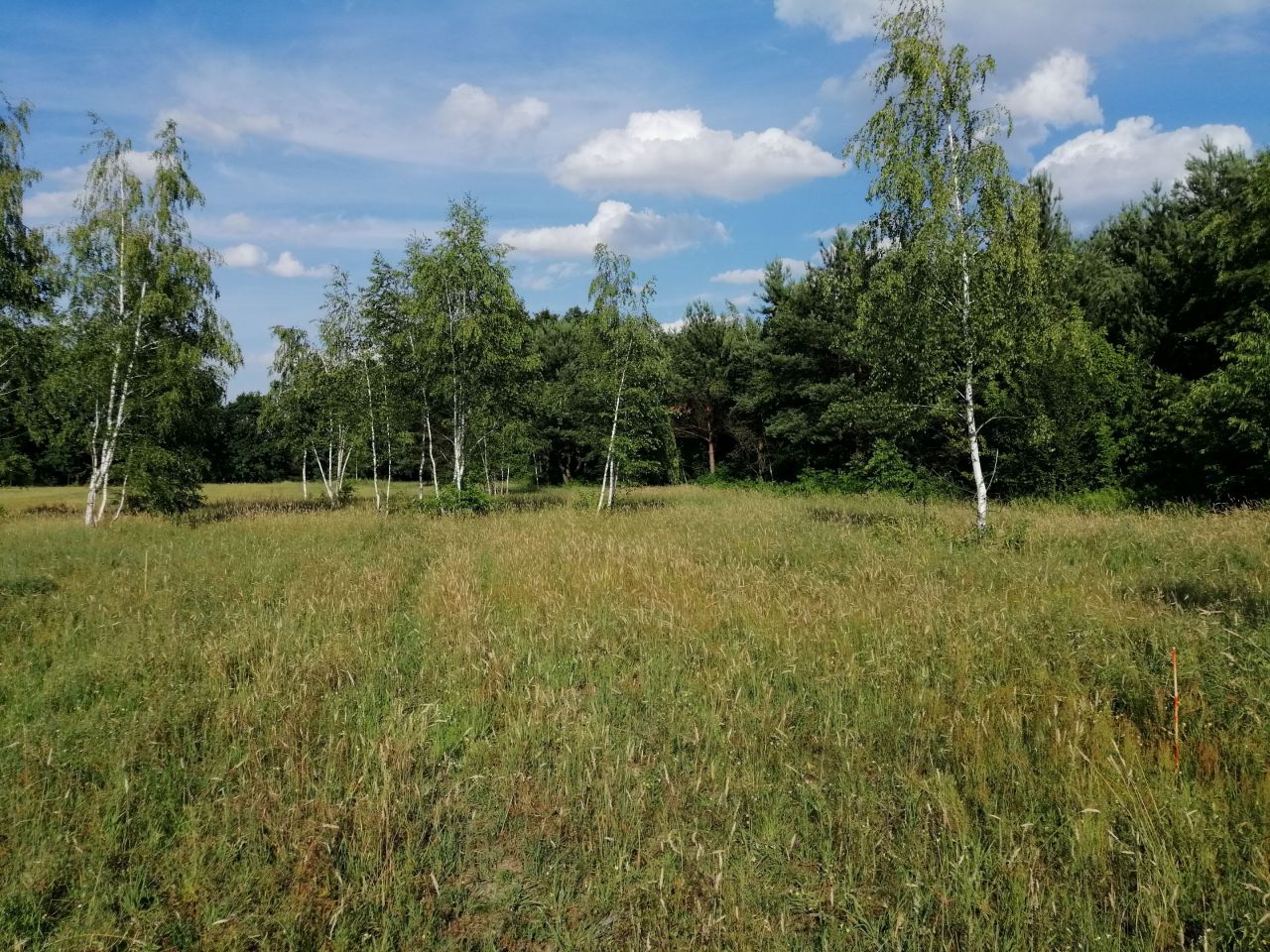 Działka budowlana Osowiec, ul. Mazowiecka. Zdjęcie 5