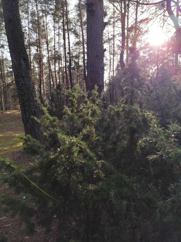 Działka budowlana Chełsty, ul. Klonowa. Zdjęcie 3