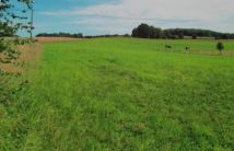 Działka siedliskowa Wojnity. Zdjęcie 4