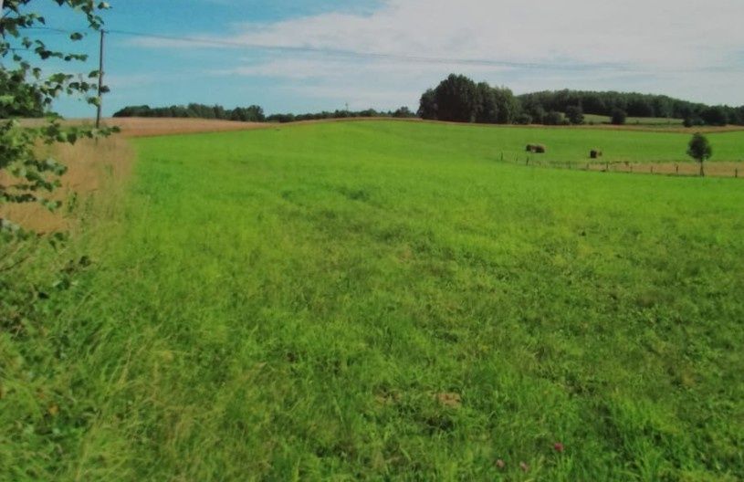 Działka siedliskowa Wojnity. Zdjęcie 5