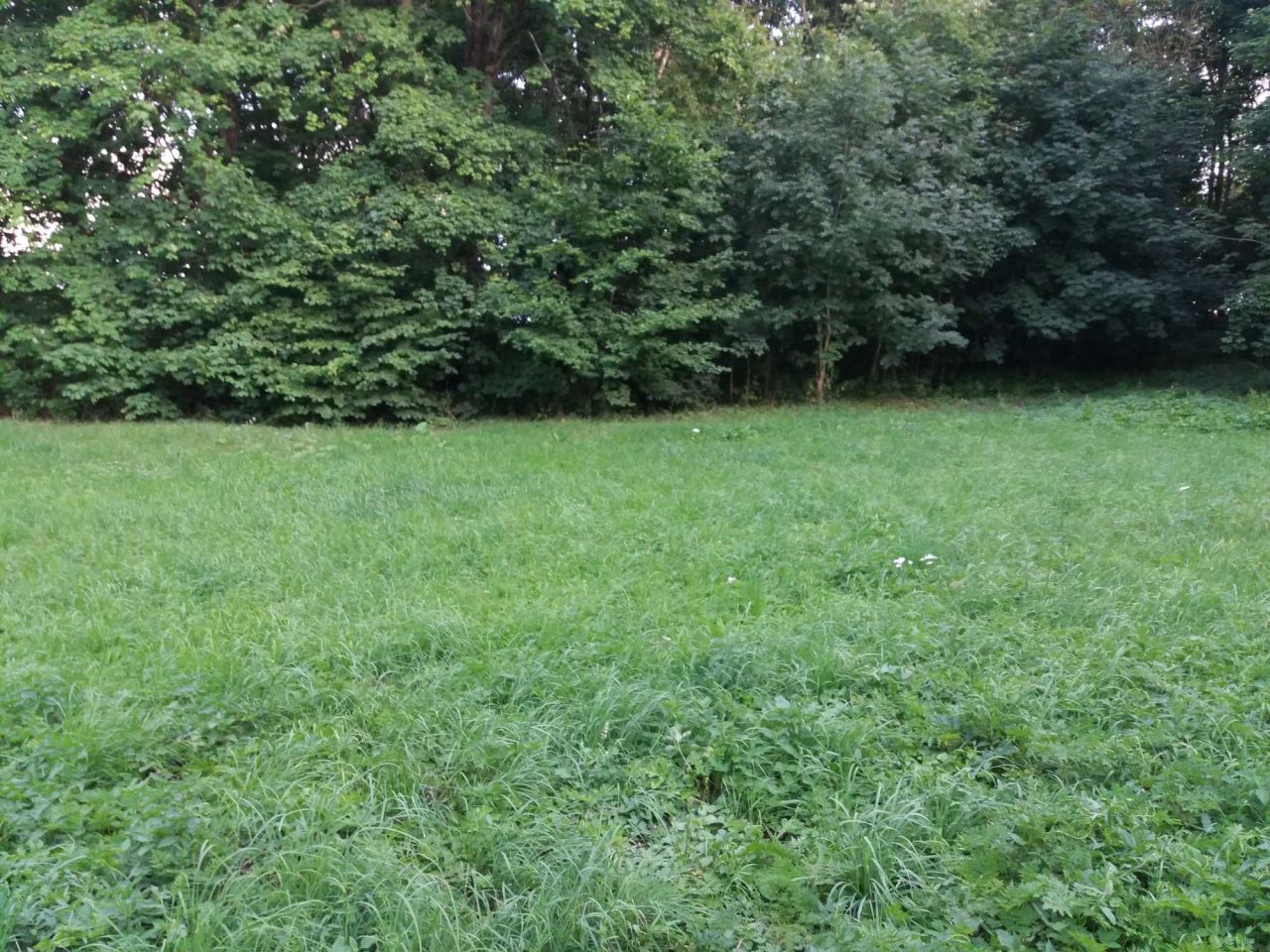 Działka rolno-budowlana Jasnopole. Zdjęcie 3