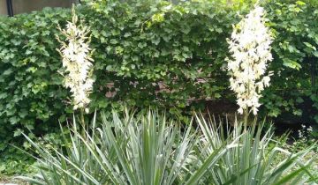 dom wolnostojący, 3 pokoje Zawichost