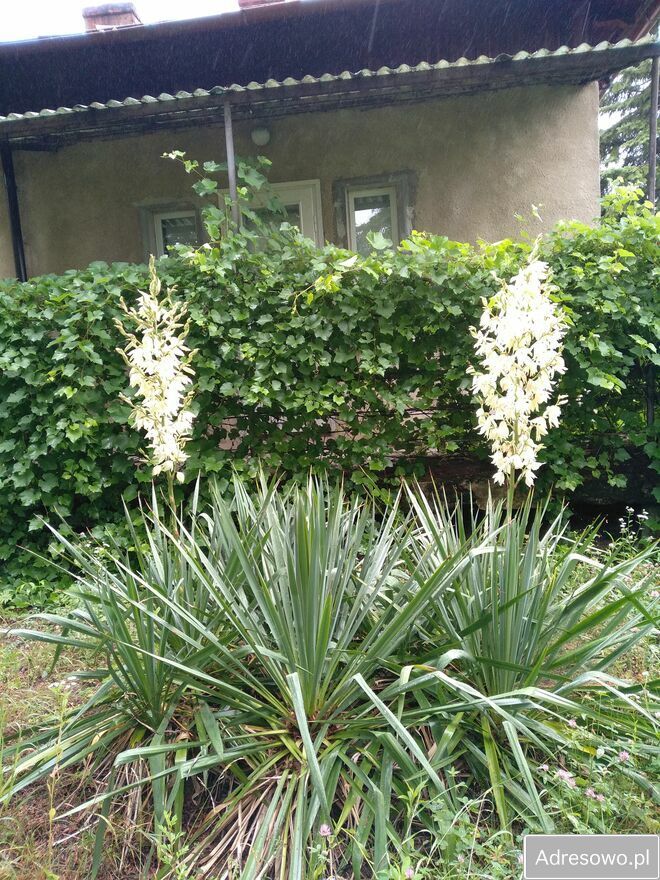 dom wolnostojący, 3 pokoje Zawichost. Zdjęcie 2