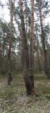 Działka leśna Milejów. Zdjęcie 4
