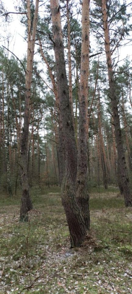 Działka leśna Milejów. Zdjęcie 5